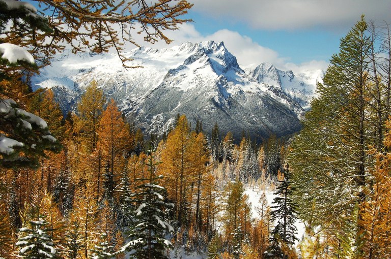 Golden larches and snow on Chiwawa Ridge.