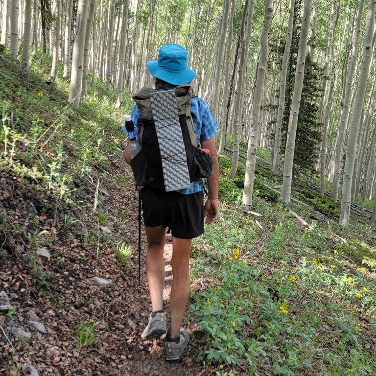 A hiker walks among trees.