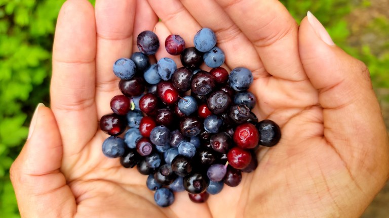 A hiker holds a bunch of berries in their cupped hands.