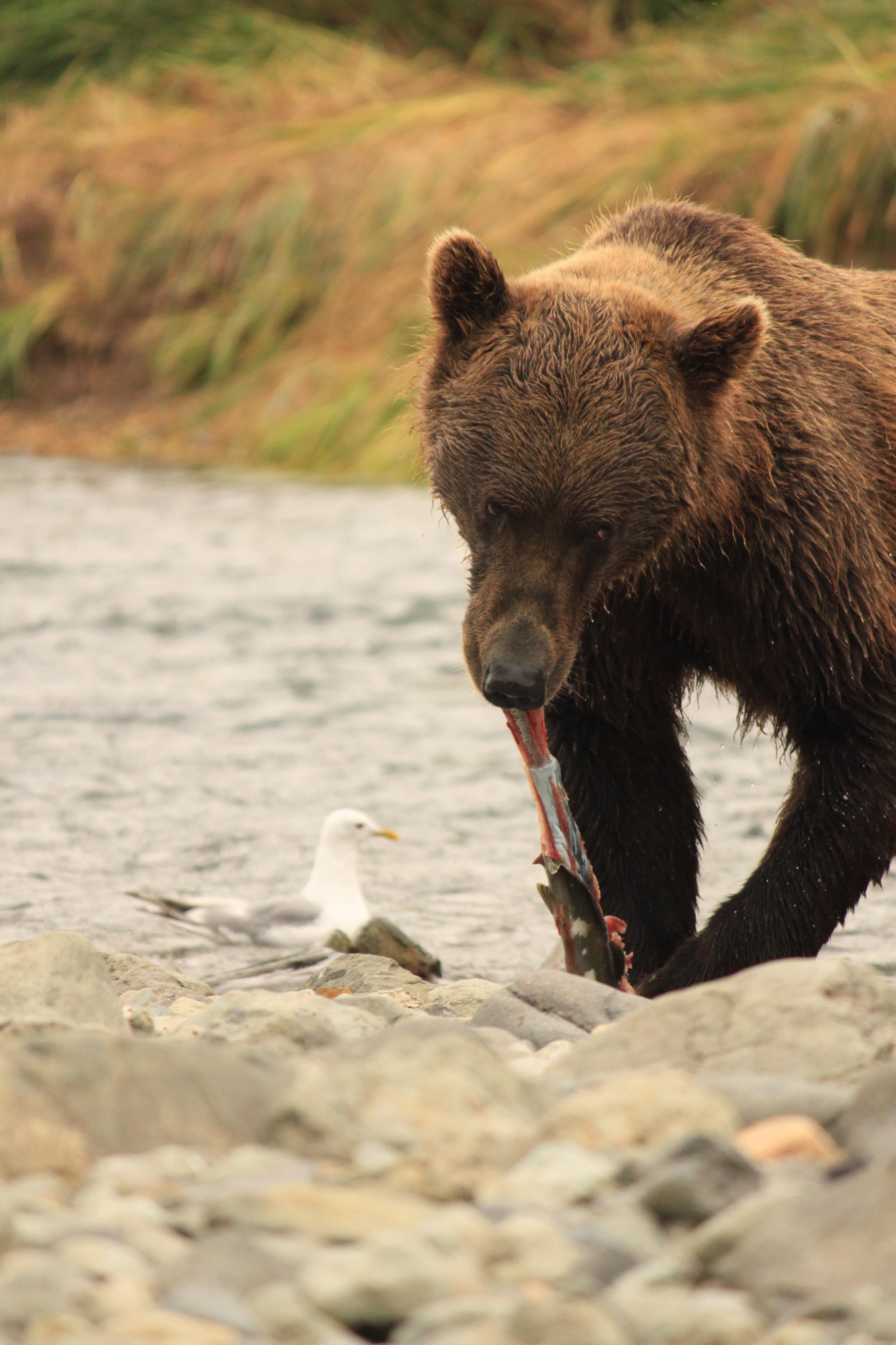 A brown bear eats a hunk of fish.