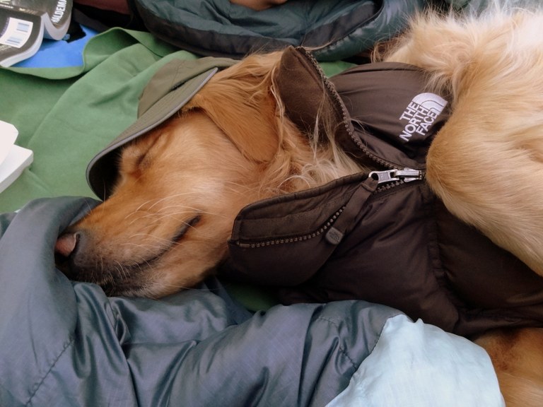 Dog in tent by Alana Rogers dog in tent and sleeping bag