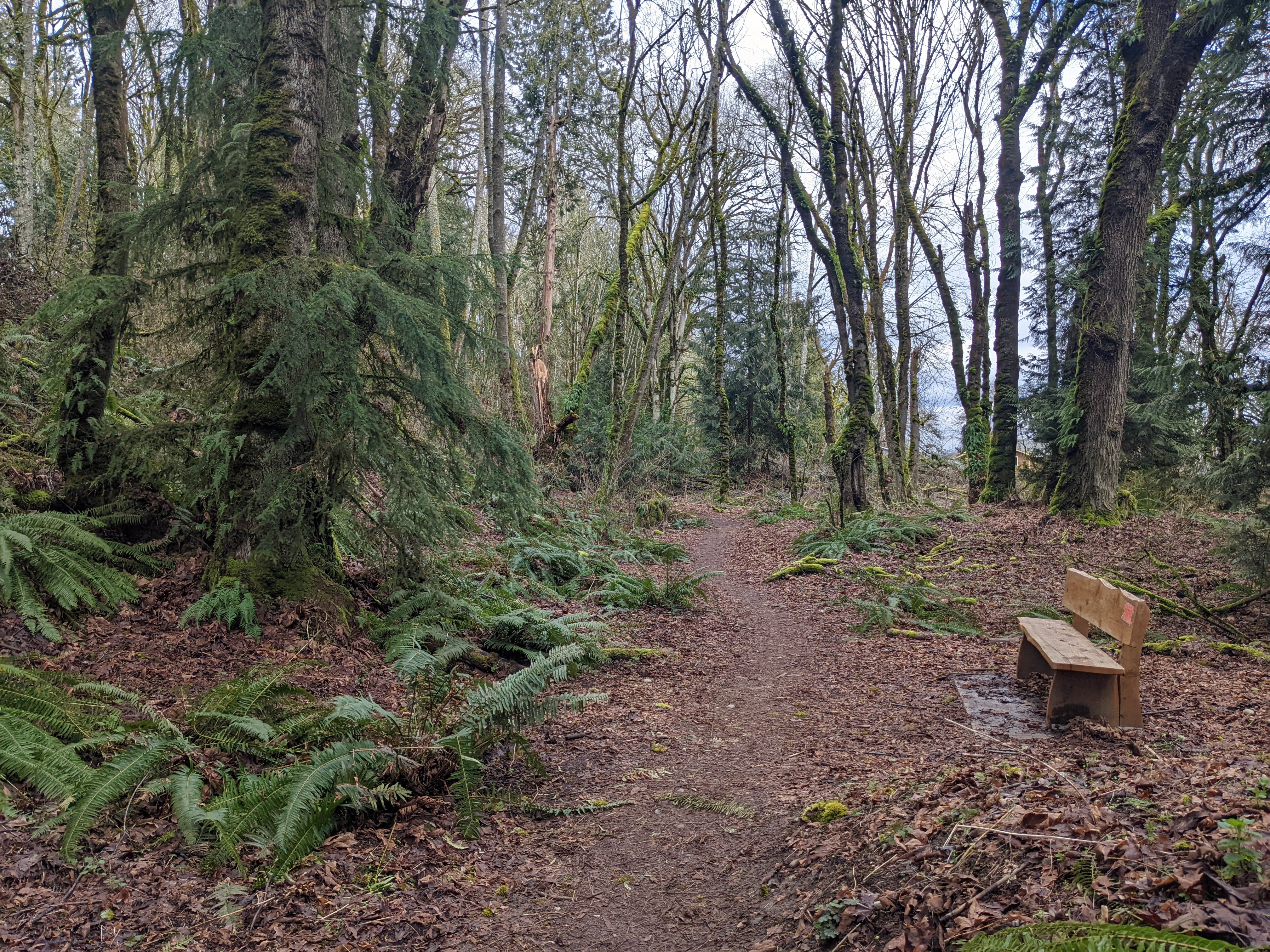 Trail winds through winter forest at Dead Man's Pond in Puyallup by Tiffany Chou