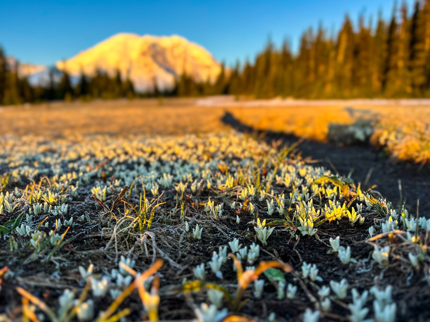 Developed trail by Mary&Mollie Focus on plants budding from the frozen ground next to a trail that leads towards Mount Rainier in the distance