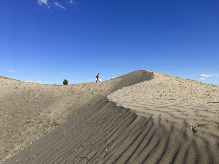 A hiker walks along sand dunes.