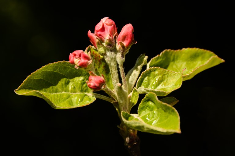 DIekema_AppleBloom.jpg