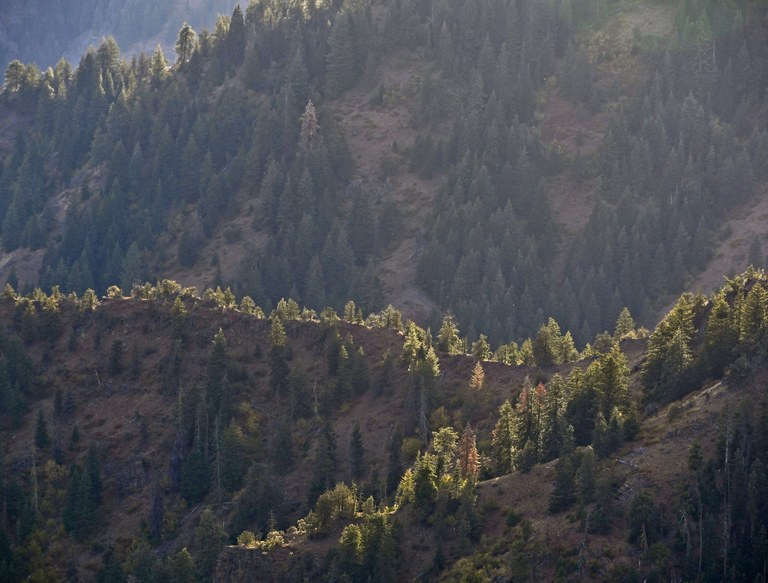 DIekema_Blue Trees 2019 - 1.jpg