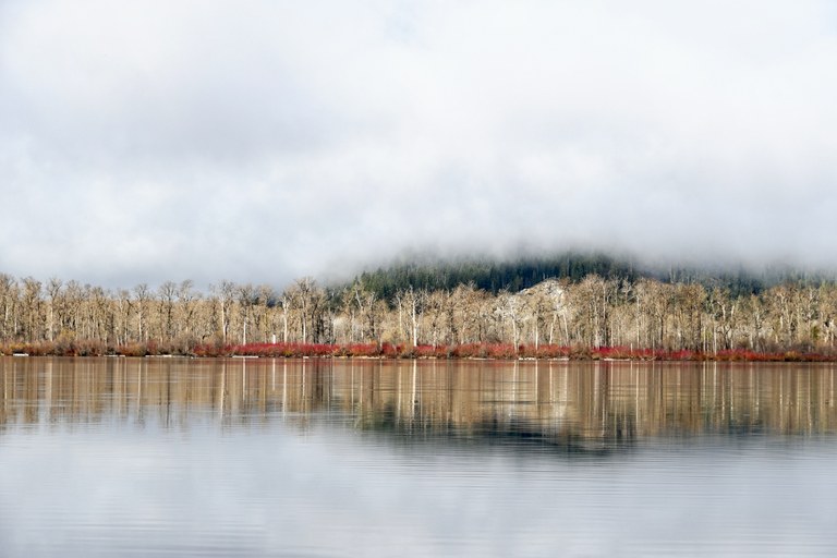 DIekema_LW Trees Clouds 2019 - 1.jpg