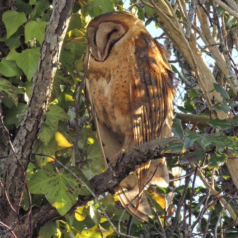 barn owl Dennis Graver.jpg