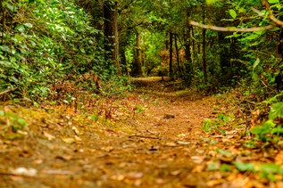 Bearberry Trail. Photo by Mark Okubo..jpg