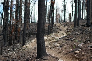 Burned forest through the Pasayten. Photo by Rachel Wendling.jpg