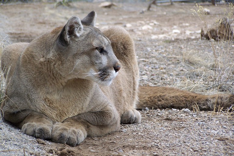 Cougar by April McQuerry.jpg