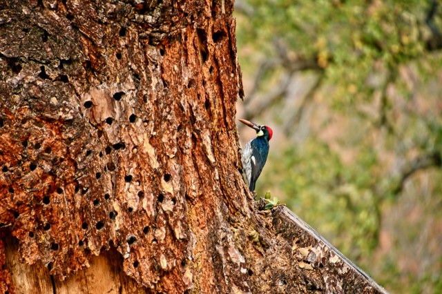 A black and white woodpecker with a red head clings to the bark of a large tree while holding a large acorn in its beak.