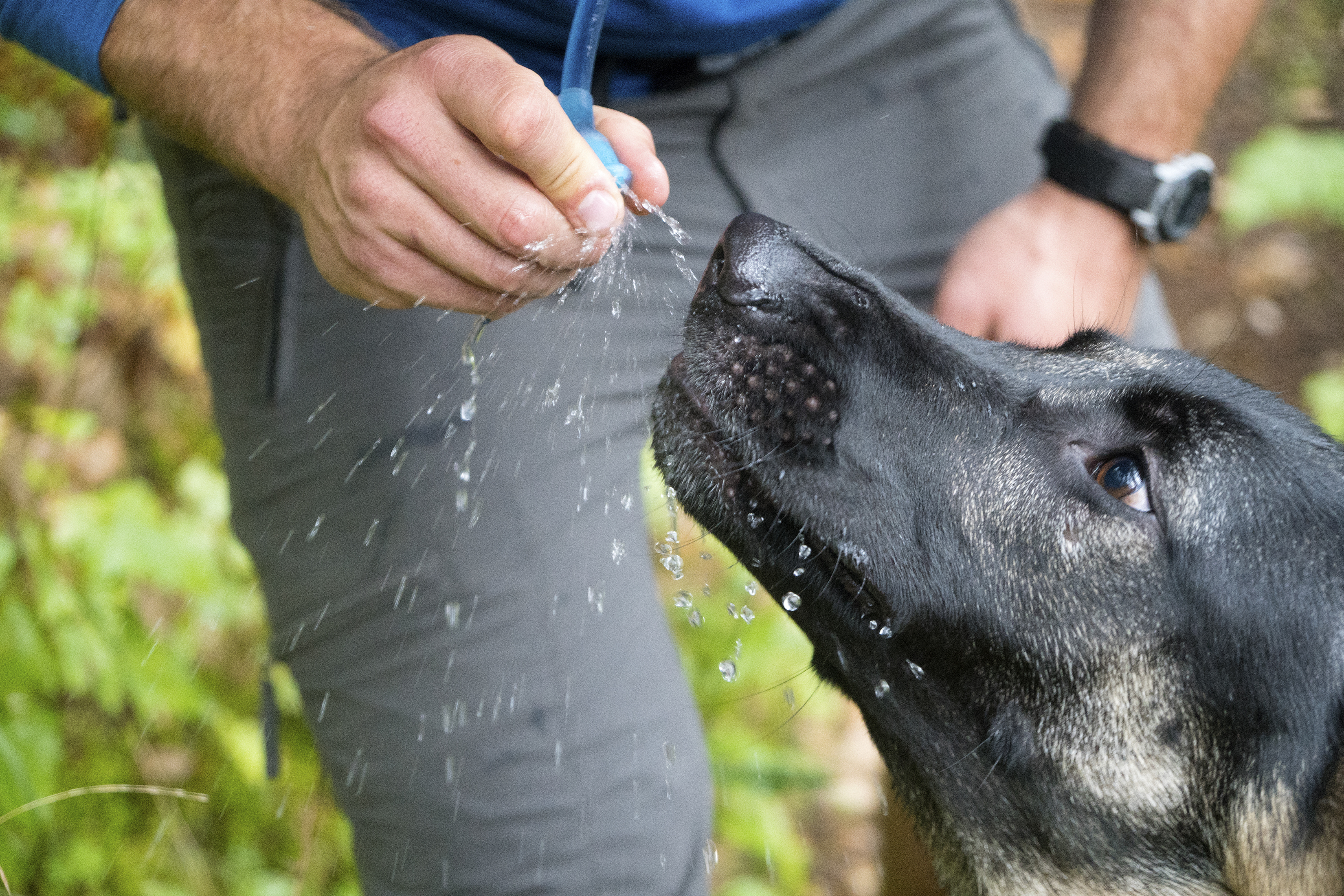 dog kevin machtelinckx .jpg dog kevin machtelinckx .jpg