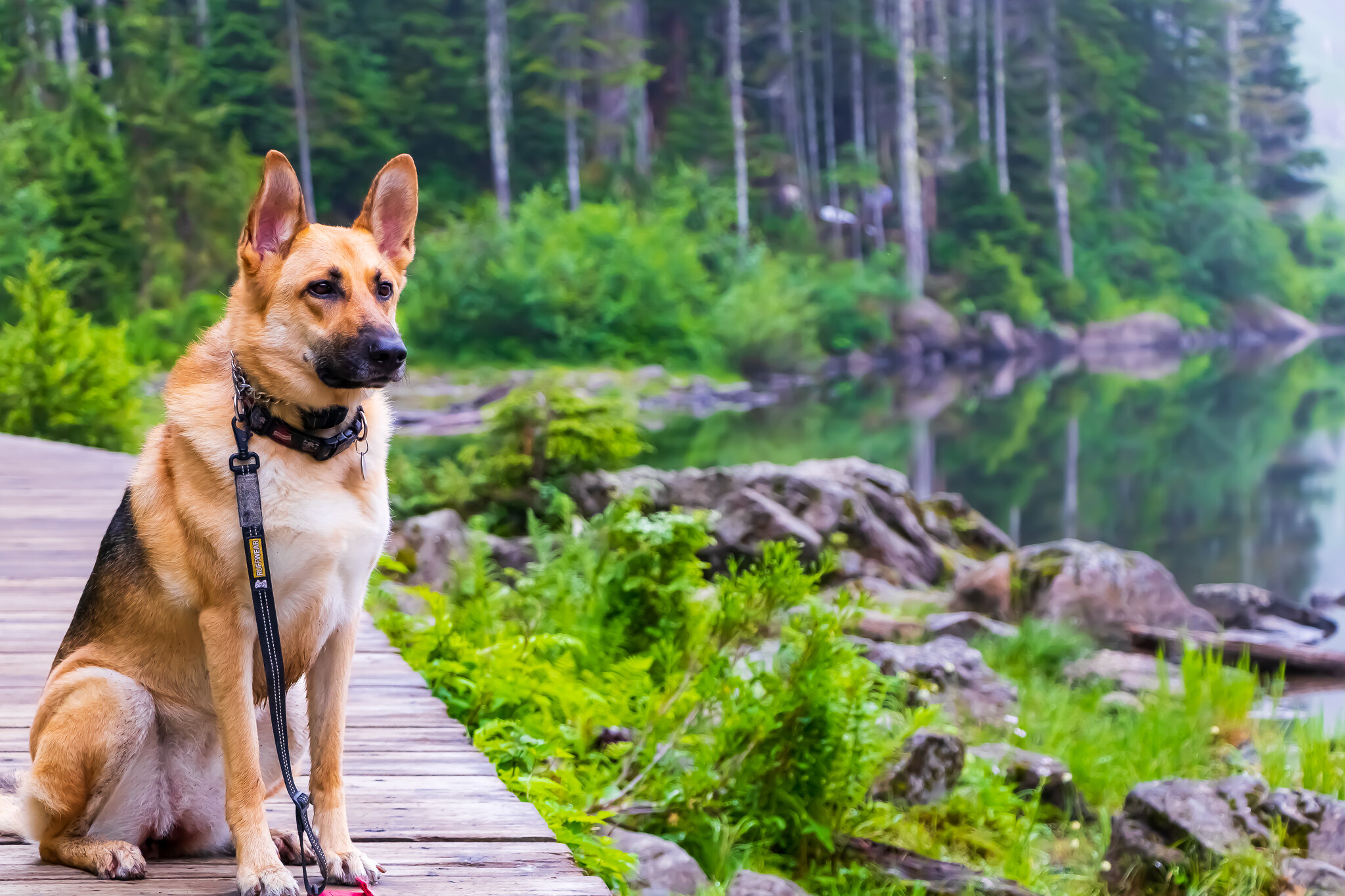 Dog sitting on boardwalk. Photo by Vignesh Yuvaraj..jpg Dog sitting on boardwalk. Photo by Vignesh Yuvaraj..jpg