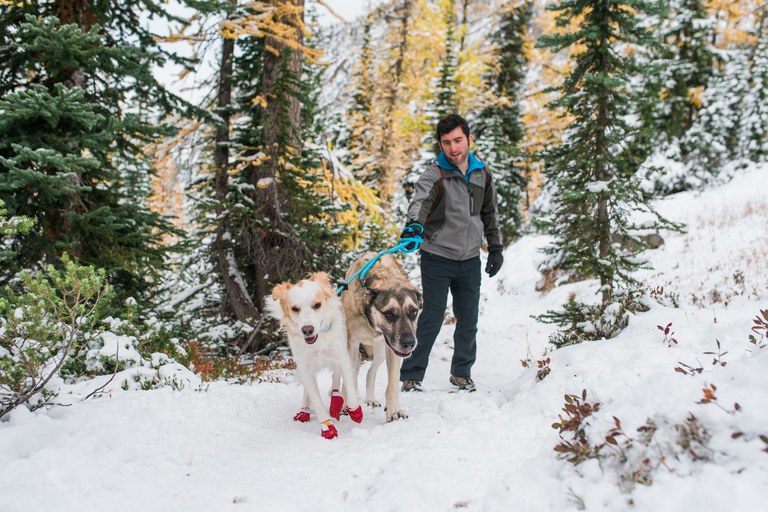 Tips for Dog Safety