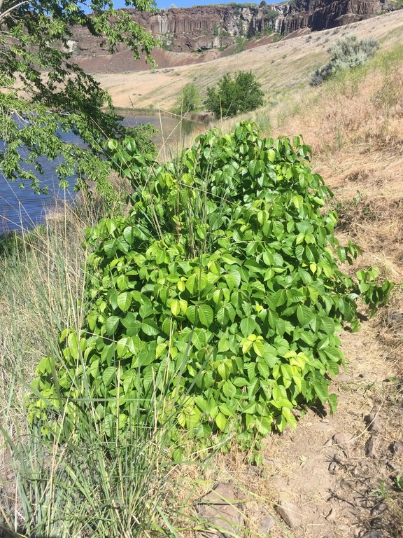 Poison ivy. 