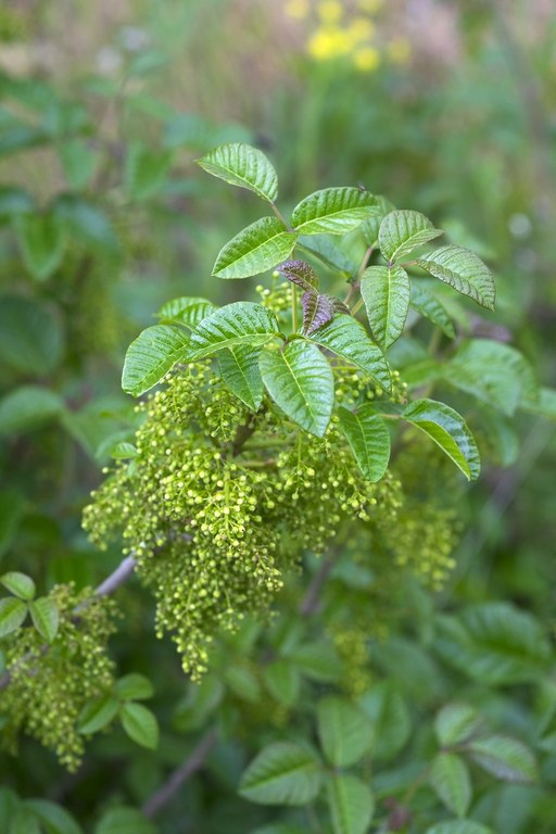 a set of 3 poison oak leaves. 
