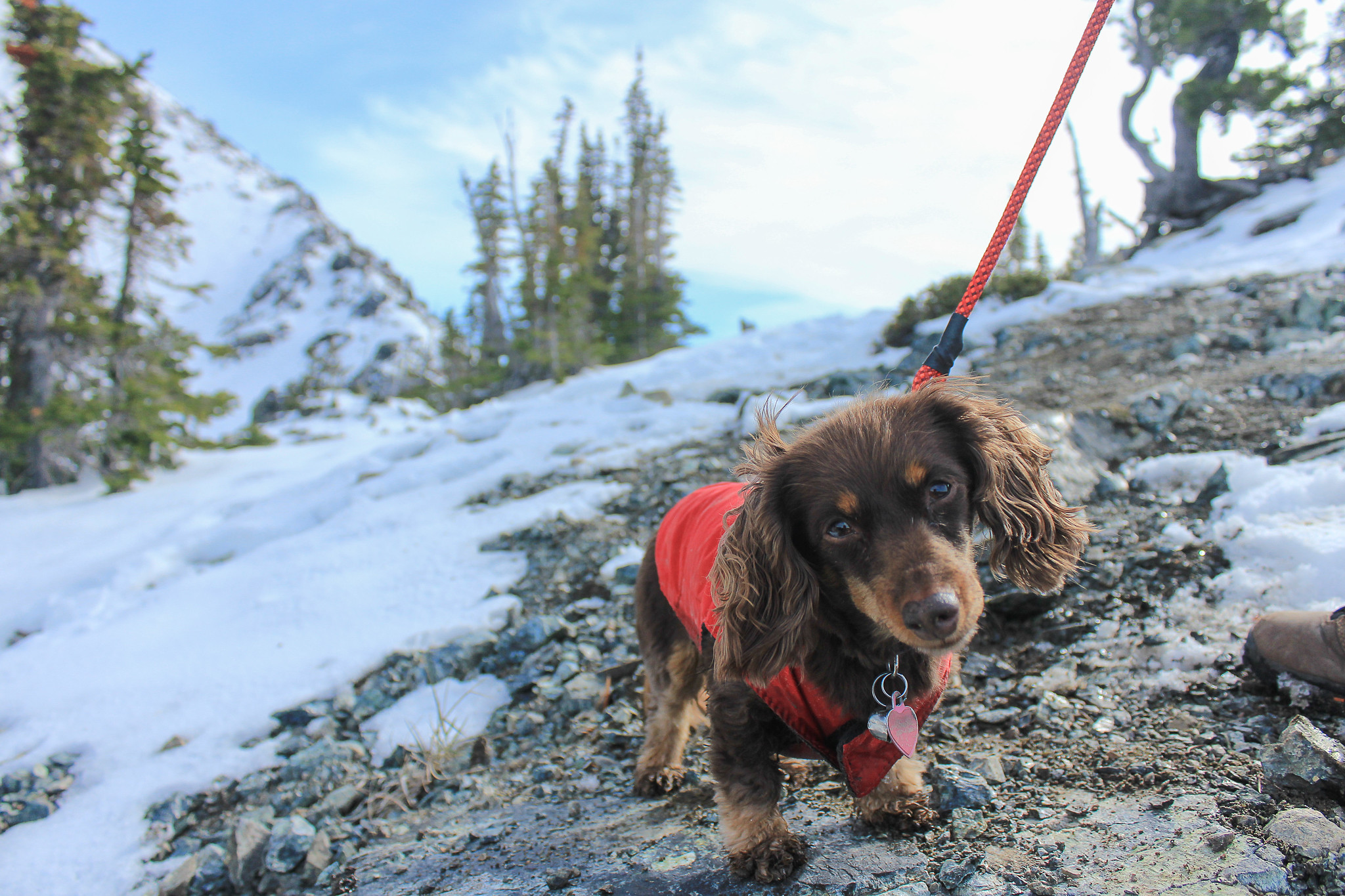 Pup in a jacket. Photo by Heather Rutledge..jpg Pup in a jacket. Photo by Heather Rutledge..jpg