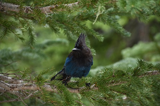 stellers jay Terra Compton smaller.jpg