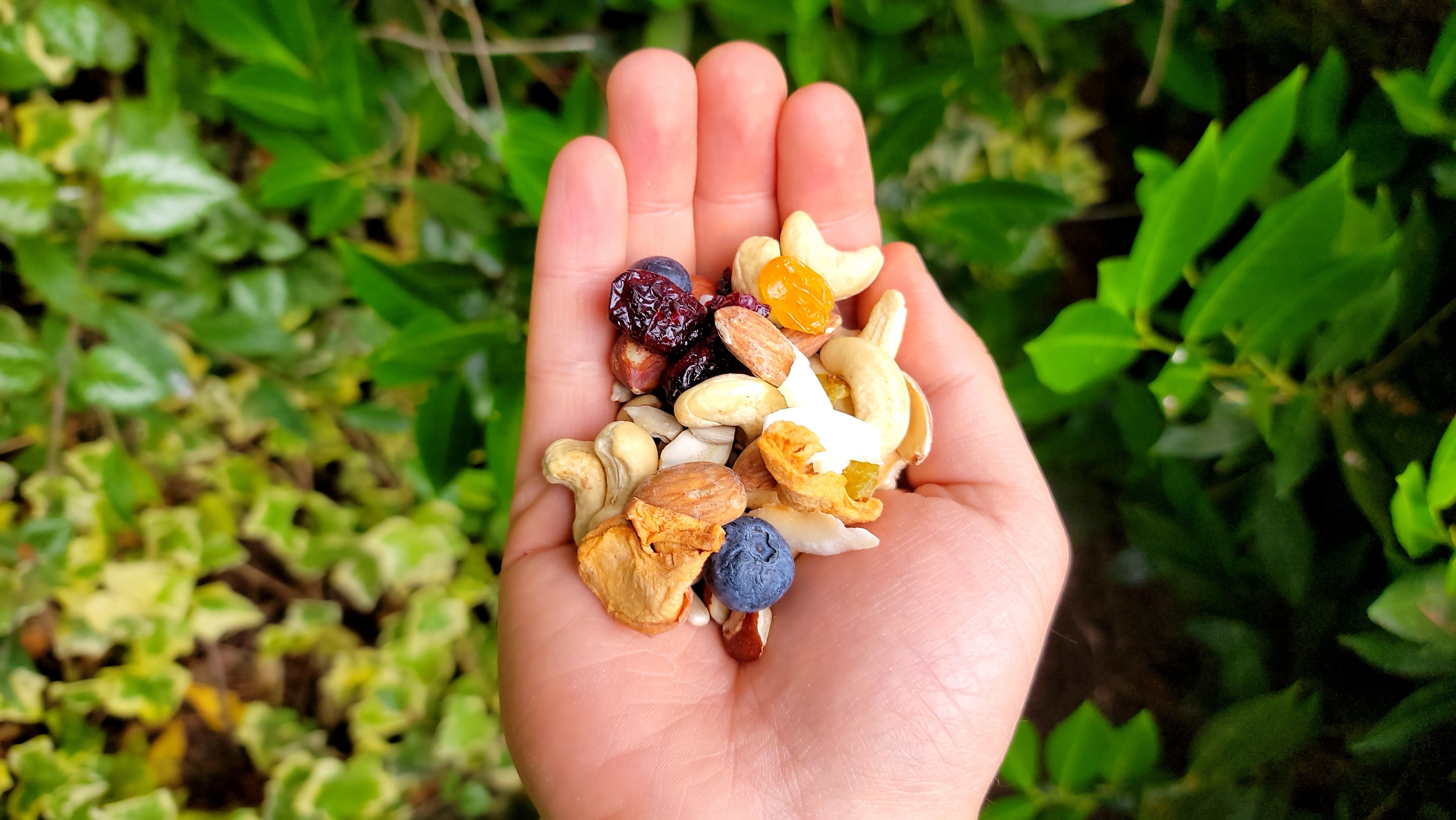 Trail mix. Photo by Joe Gonzalez. Handful of trail mix with nuts, dates, raisins and coconut. Photo by Joe Gonzalez.