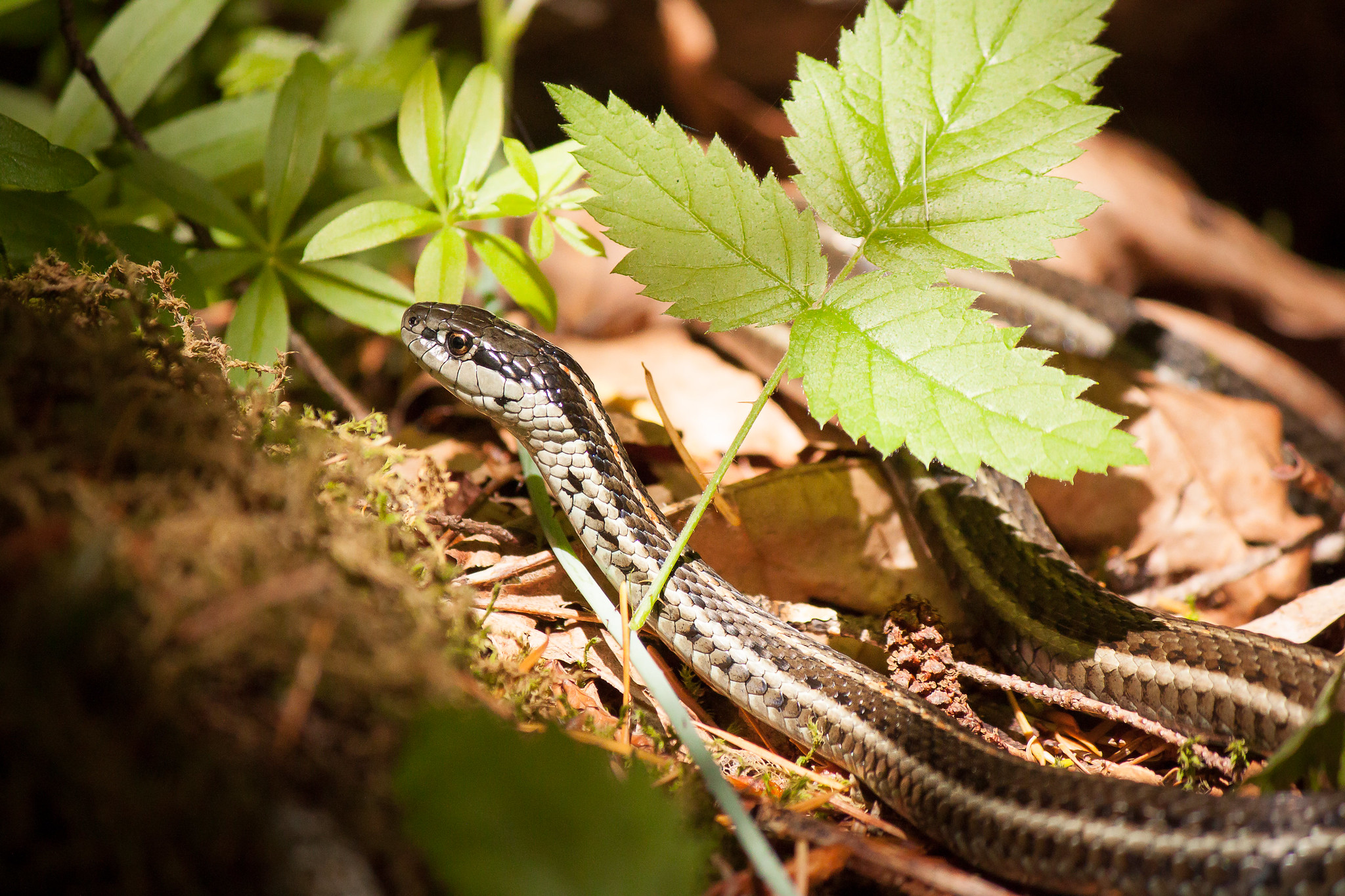 Snakes and Hiking: 5 Tips to Stay Safe & Have Fun — Washington Trails ...