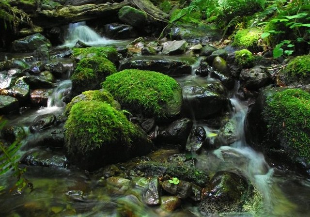 ApleasantwaterfallgreetsyouatthebeginningoftheWhittakerWildernessPeakTrail.PhotobyChris..jpeg