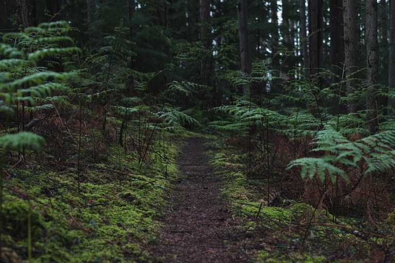 Point Defiance by Erika H. Forest path with trees