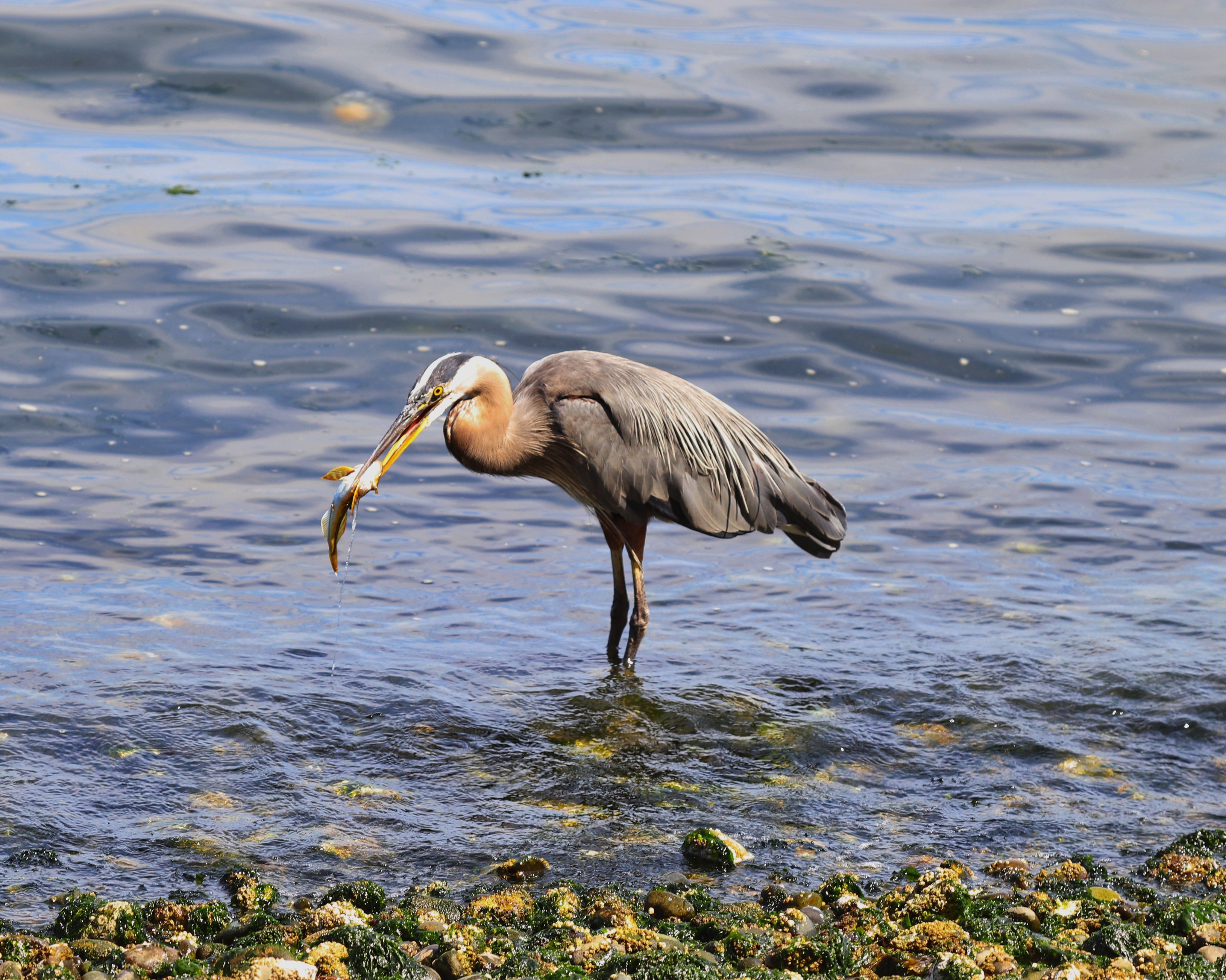 A blue heron stands in the water with a fish in its mouth
