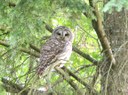 barred owl