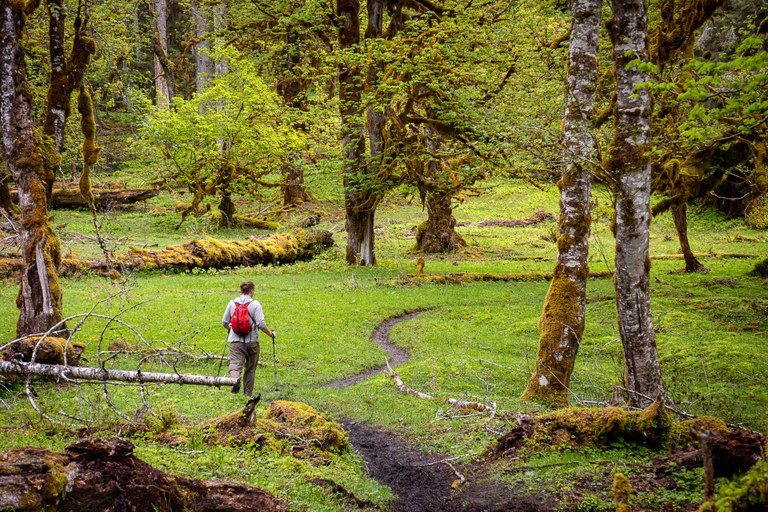 Hiker on trail in forest. Photo by Rowan Phipps.