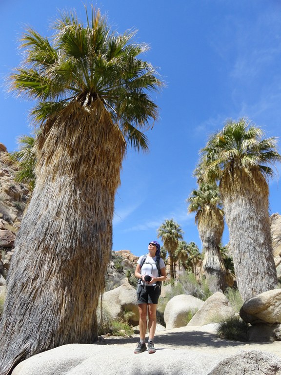 A hiker in Joshua Tree National Park stands on a rock.