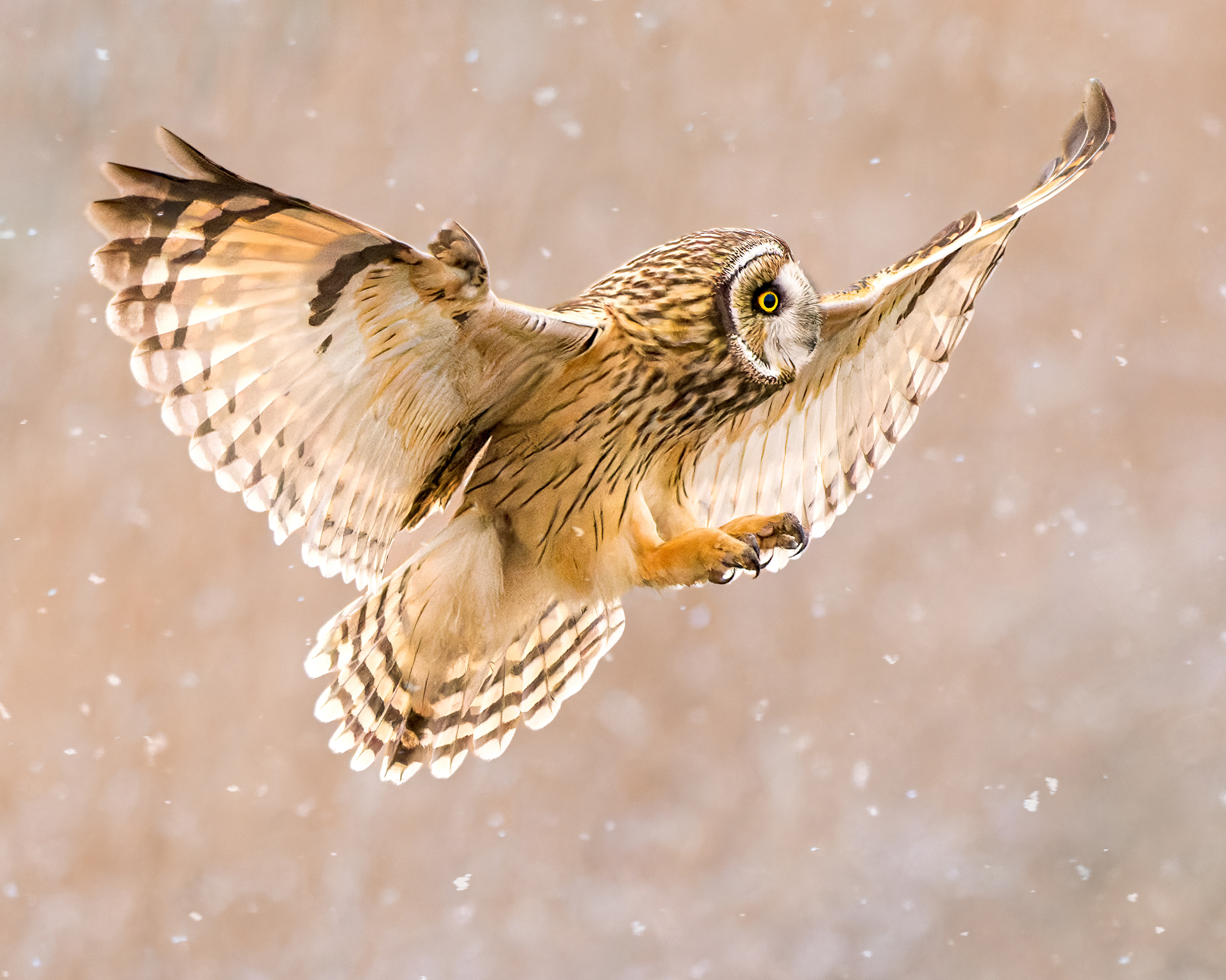 1st flora fauna 2024 Dale Zimmerman A short-eared owl flies with wings wide amidst snow flakes.