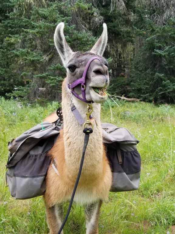 A pack llama eats its lunch.