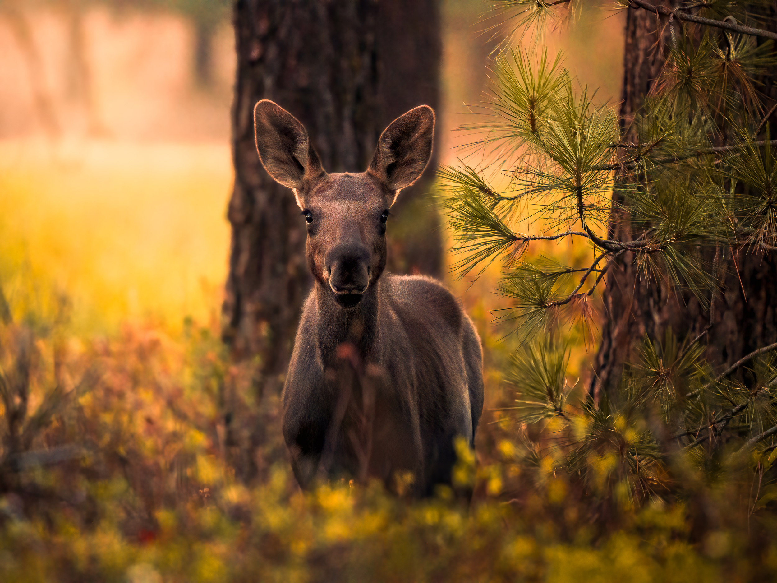 2nd flor fauna Keith Wallach A young moose stands amidst trees and foliage.