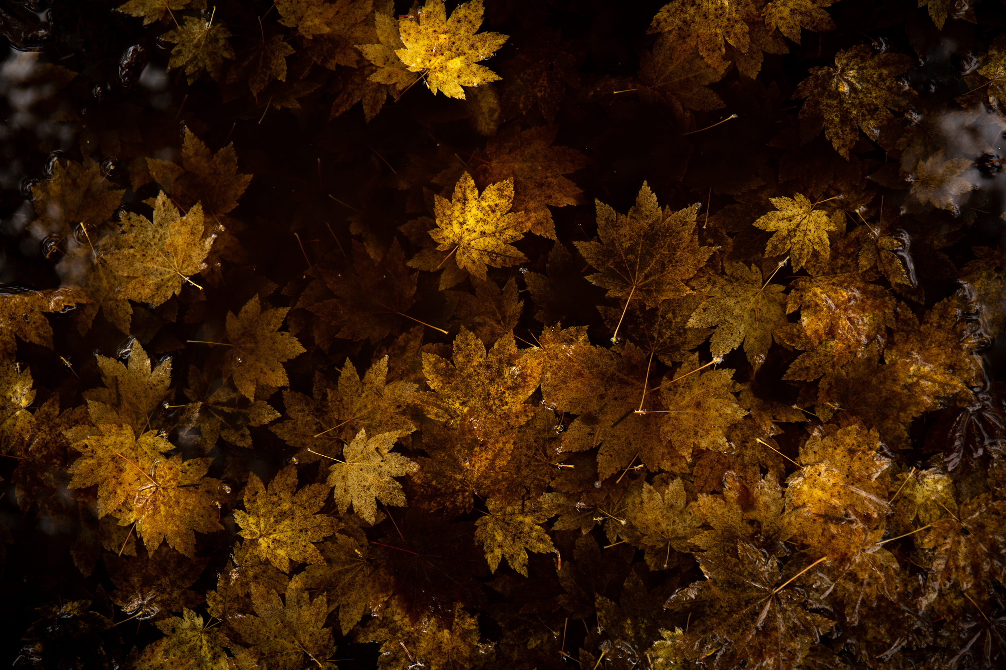 3rd place flora fauna Kory Wallen Layers of leaves in a dark puddly with a glowing light.