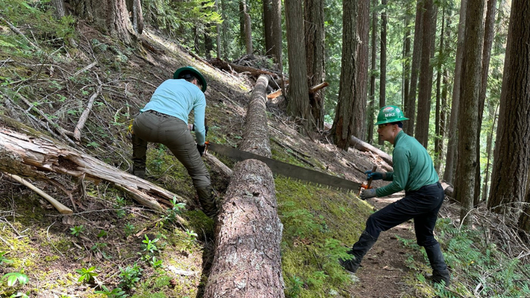 Two WTA trail workers cut a fallen log with a crosscut saw.