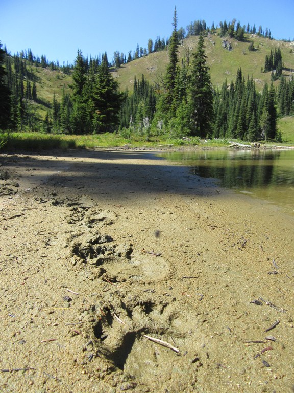 Bear tracks lead down the muddy shore of an alpine lake.
