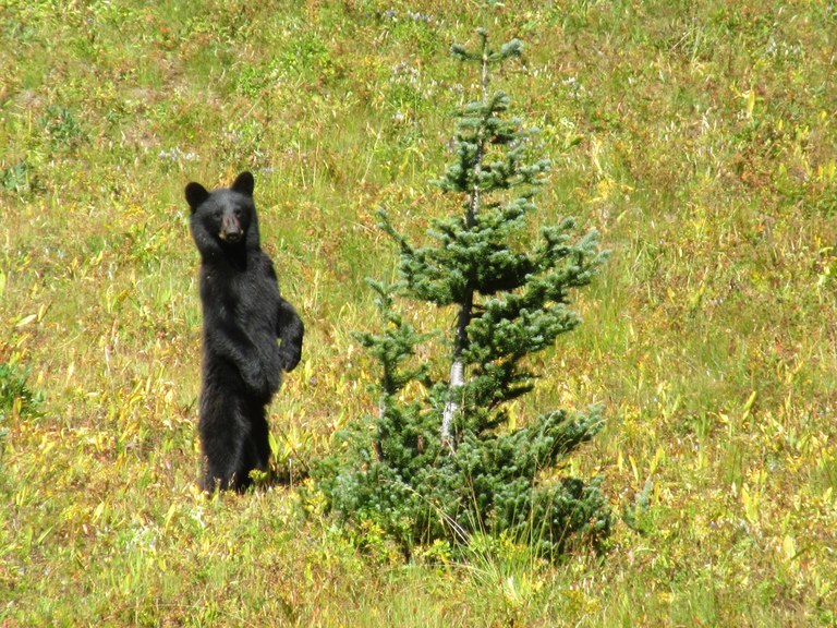 A young bear stands on its hindlegs in a meadow.