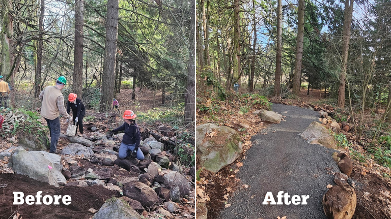 A before and after image. On the left, WTA maintainers work on a messy trail. On the right, the trail is clean and obstruction-free.