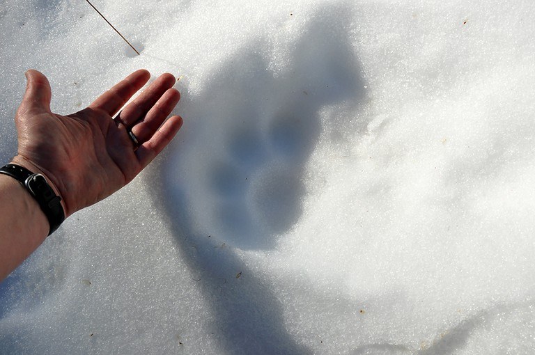 Review the tracks checklist. What animal do you think made this? Photo by trip reporter mossy-mom A hiker holds their hand up to a cougar track in snow.
