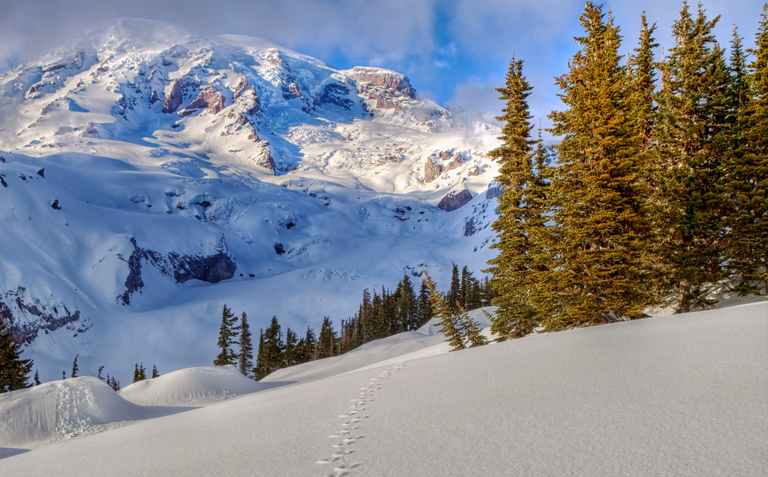A coyote print. Snow makes it easy to watch for tracks. Photo by Summer Kozisek A line of coyote tracks in the snow with Mount Rainier in the background.