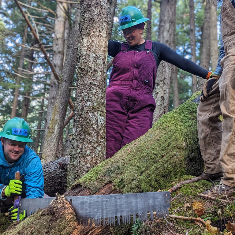 Crystal watches a green hat saw through a log.