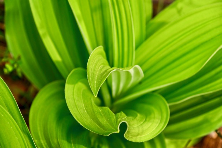 A green, broad-leafed plant's striations flow toward the center of the photo.