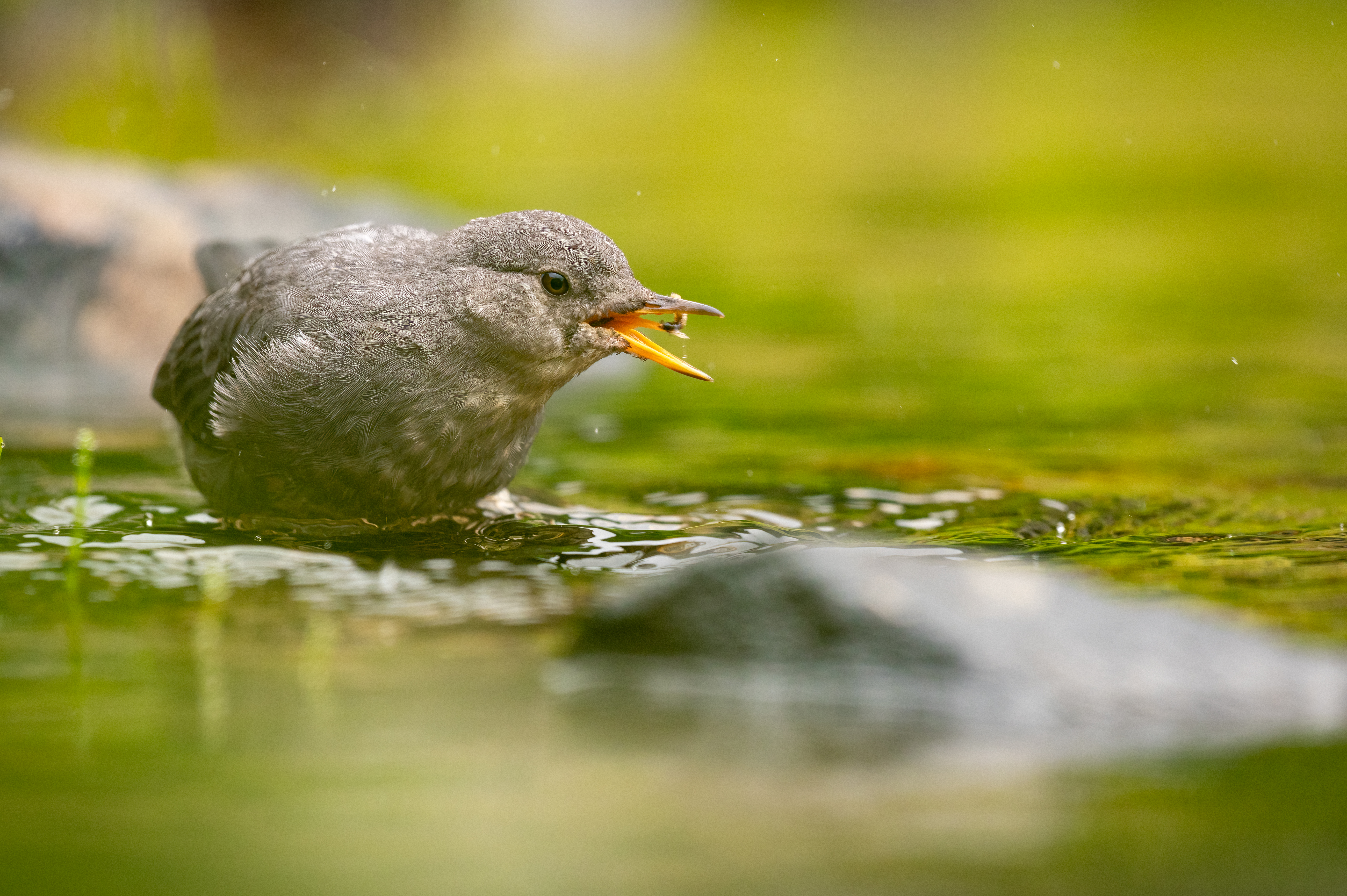 Small grey bird with yellow open beak catches insect in green reflected creek. Unfocused stones in background and foreground. 