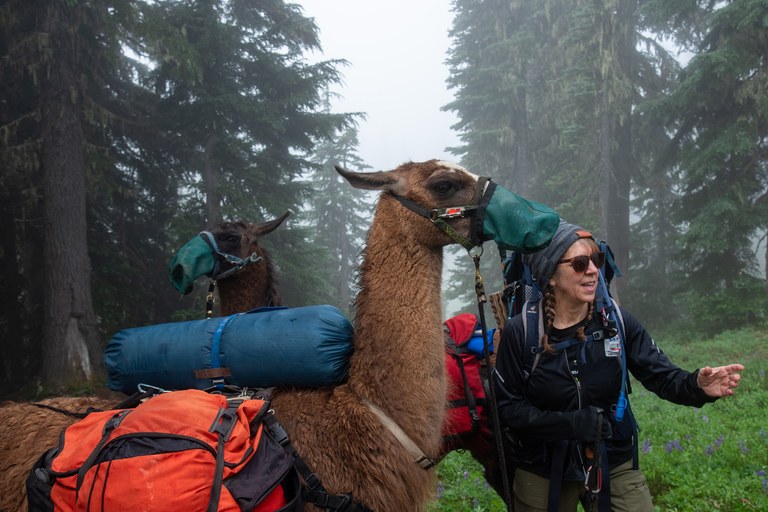 Hikers and a llama on trail.