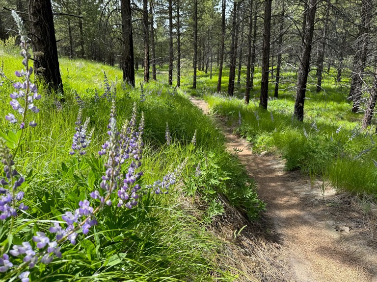 Lupine in the grass along a trail.