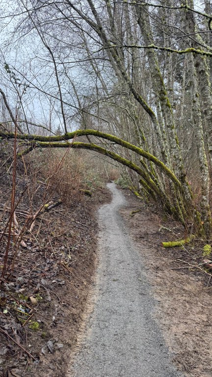 Finished Trail section at Loganberry Lane. Photo by Brandon Tigner. Photo of trail with small trees surrounding it and grey skies.
