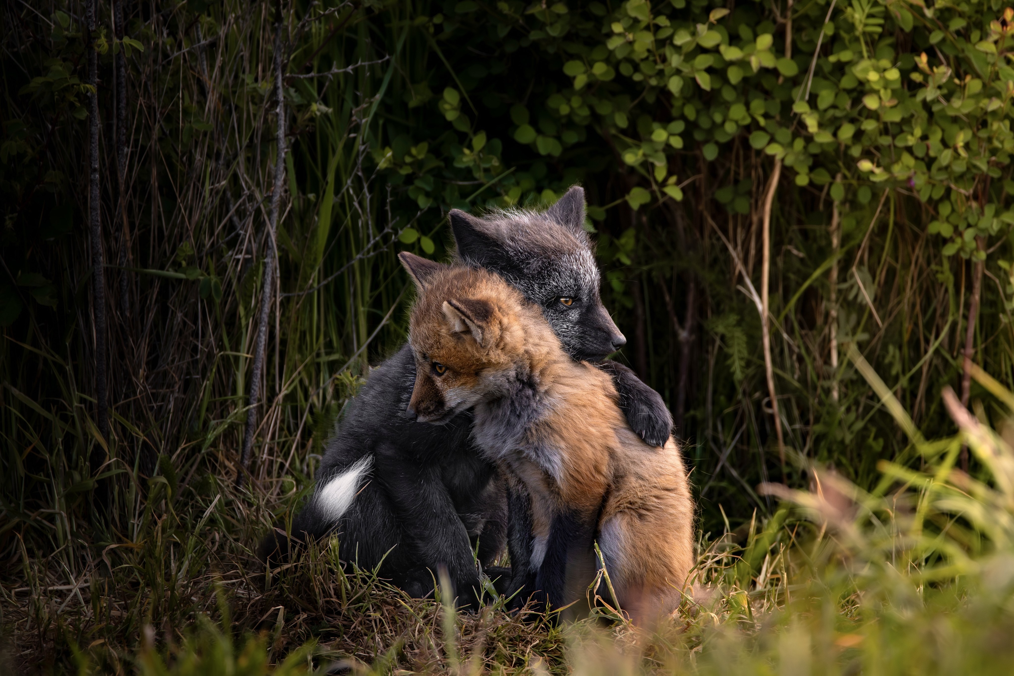 1st Place Flora and Fauna photo by Natalie Crum Two fox kits playing-- looks like they're hugging