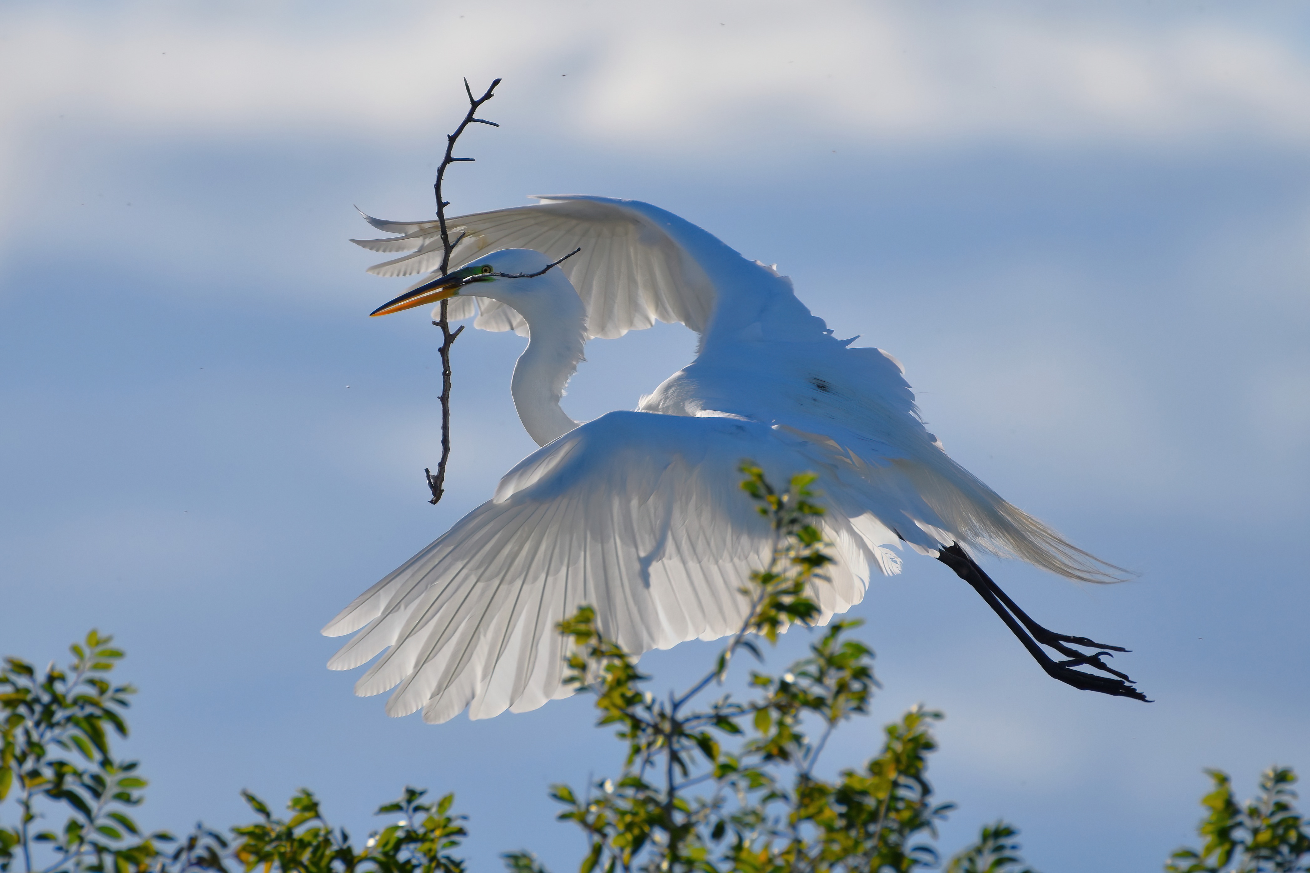 Great egret carries large branch in flight. Blue skies in background and green, leafy branches peaking out on bottom of frame.