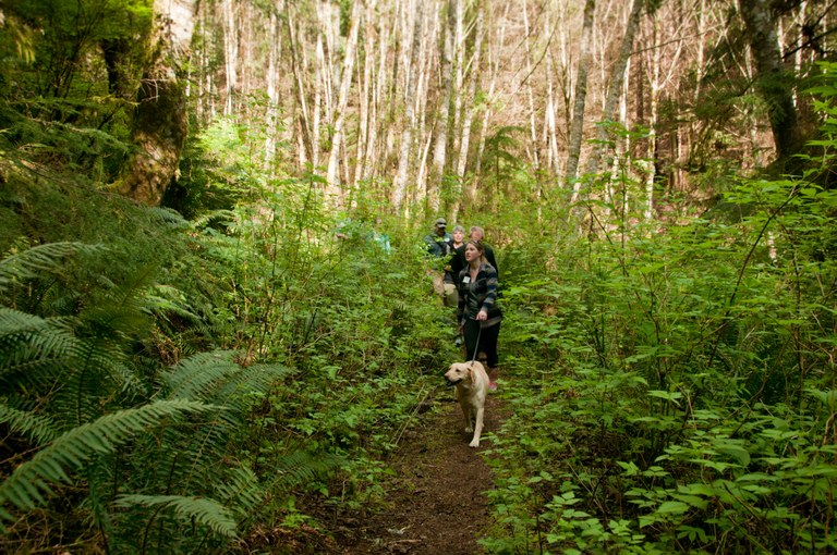 Hikers with an on-leash dog turn a corner on trail in the lush Port Gamble Forest.